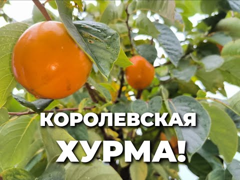 Видео: Жемчужина - королевская хурма!