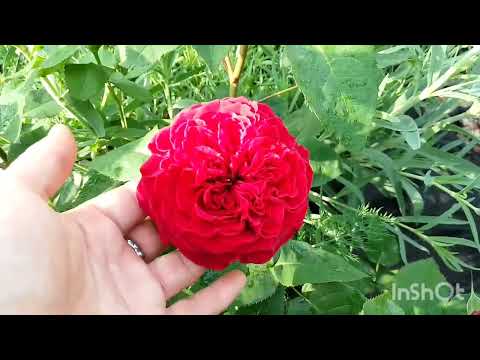 Видео: Троянди недільного ранку 🌹🌹🌹Остінки в лідерах