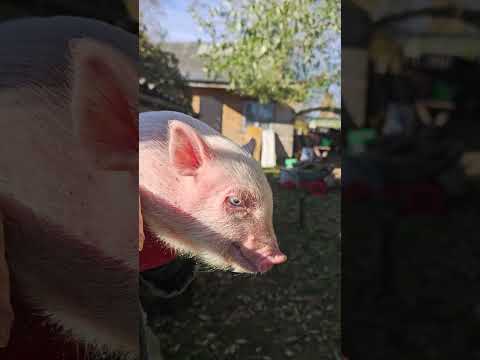 Видео: Ну какова красота...🐷🐽🐽💓💞