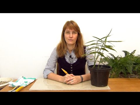 Видео: Имбирь. Сбор урожая.