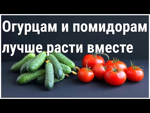 Видео: Огурцы в Помидорной теплице. Почему можно и нужно сажать огурцы вместе с помидорами.