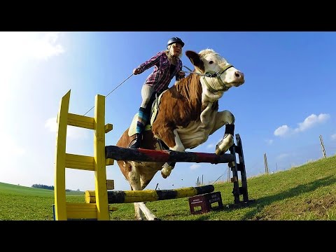 Видео: 105 см. КОСТЮМИРОВАННЫЙ. Конкур в с. Лесники. г. Киев. КСК "Equides Club". 08.10.2016 г.