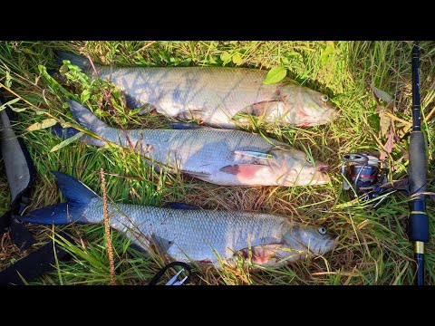 Видео: Жерех клёв. Река Щара.