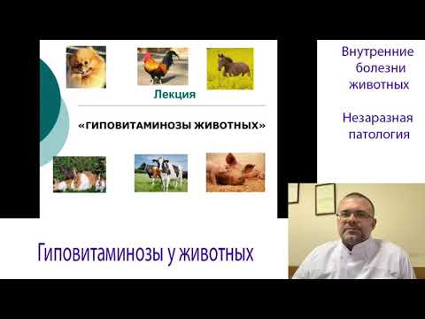 Видео: Гиповитаминозы и Витаминная Недостаточность у Животных