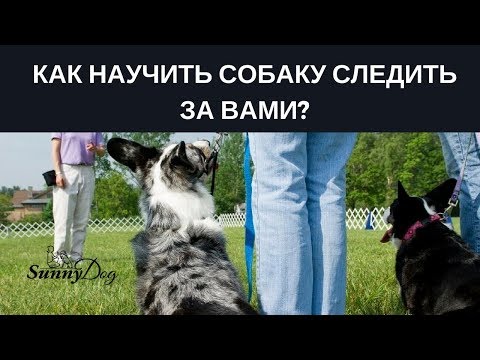Видео: Как научить собаку следить за вами?