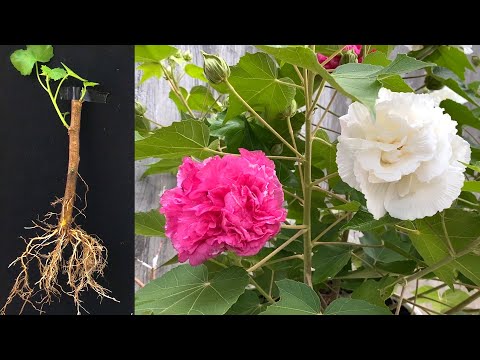 Видео: Как размножать цветы ветками | Гибискус мутабилис | Конфедеративная роза