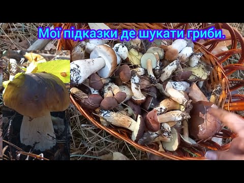 Видео: Я В ШОЦІ!!!БІЛІ ГРИБИ 6 ЛИСТОПАДА 2023🌲🍁#гриби2023кременчук#ліс#польськігриби#білігриби2023кременчук