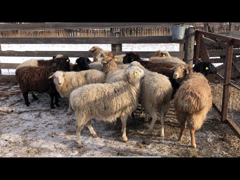 Видео: Купил овец .