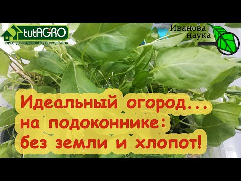 Видео: САМЫЙ КРУТОЙ ДОМАШНИЙ ОГОРОД БЕЗ ПОЧВЫ, ГОРШКОВ и даже... БЕЗ СЕМЯН! Огород на подоконнике - СИЛА!