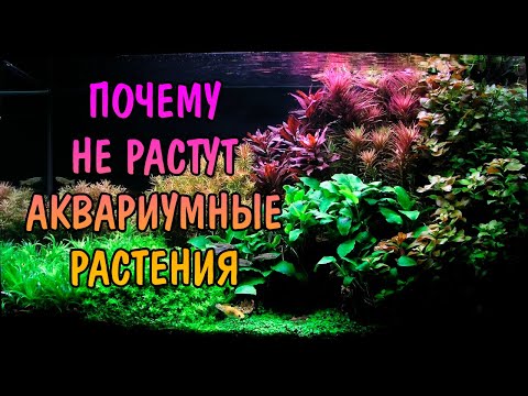 Видео: ПОЧЕМУ НЕ РАСТУТ АКВАРИУМНЫЕ РАСТЕНИЯ