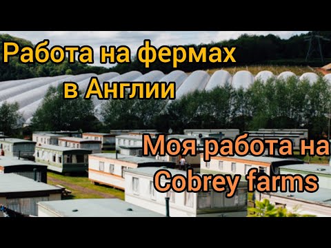 Видео: кор дар Англия.  работа на фермах в Англии Кобри фарм спаржа, фасоль. cobrey farms