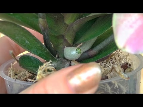 Видео: ТВОИ орхидеи ПРОРВУТ корни! НАРАЩИВАНИЕ МОЩНЫХ корней орхидеи! ХОРОШИМ корням орхидеи БЫТЬ!