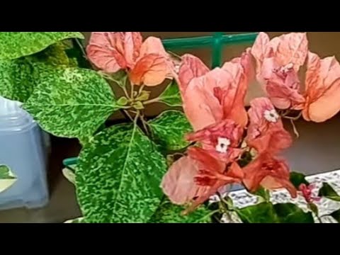 Видео: И зимой цветут цветы! Красивоцветущие комнатные растения.