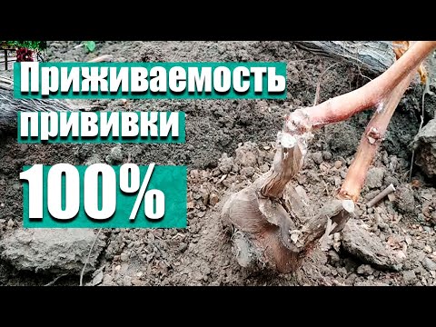 Видео: Результаты весенних  прививок на винограде . Прививка винограда в штамб