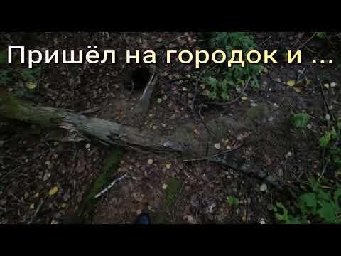 Видео: Охота на барсука с западносибирскими лайками. Первый барсук, хороший для натаски и слаживания собак