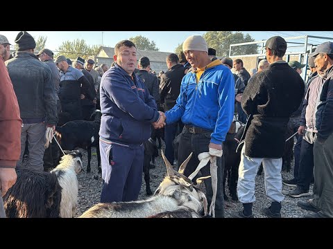 Видео: МОЛБОЗОРИ ШАХРИНАВ НАРХНОМАИ МОЛБОЗОР БУКА ВА ГНОЖИНО ВА ГУСФАНД 30 октября 2025 г.