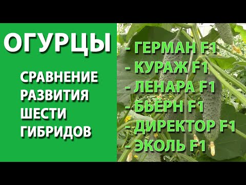Видео: Огурец. Сравнение развития гибридов Ленара, Бьёрн, Кураж, Герман, Директор, Эколь на 20 июня 2021.