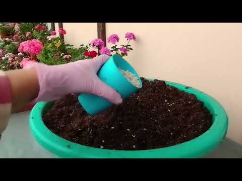Видео:  v17*Готовлю лёгкий грунт для черенкования пеларгоний.