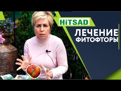 Видео: Фитофтора и Народные средства лечения 🍅 Фитофтороз на Помидорах  🍅