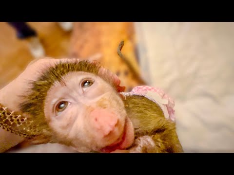 Видео: СМЕЕМСЯ ВМЕСТЕ! Жорику надоели крики Мани и он ее ПОСТАВИЛ НА МЕСТО)))