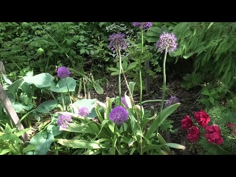 Видео: 3-9 07 24г на даче,лук Суворова