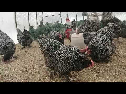 Видео: Продал Мехеленскую кукушку.