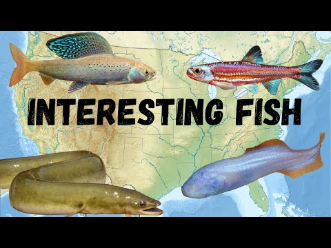 Видео: Странные и интересные пресноводные рыбы Северной Америки: Часть 4