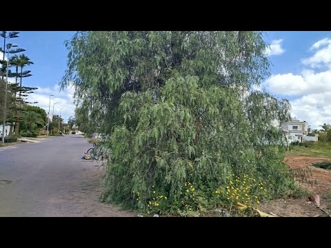 Видео: Никто не хотел восстанавливать это дерево для этой доброй женщины, поэтому я сделал это бесплатно.