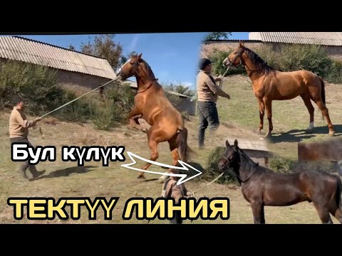 Видео: ТЕКТҮҮ АТТАРДЫН УРУКТАРЫ КҮЛҮГҮ ДА БАР