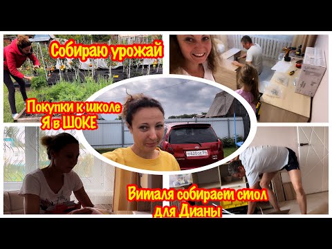 Видео: СКОЛЬКО УРОЖАЯ ВЫРОСЛО НА МОЕЙ ДАЧЕ???/УРОЖАЙ 2024/ВИТАЛЯ СОБИРАЕТ СТОЛ ДЛЯ ДИАНЫ/ПОКУПКИ К ШКОЛЕ