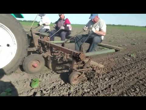 Видео: Прополка гарбуза. 2022