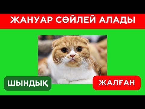 Видео: ТАБА АЛАСЫҢ БА?🤔✅ ШЫНДЫҚ НЕМЕСЕ ЖАЛҒАН ЕКЕНІН АНЫҚТА🥳