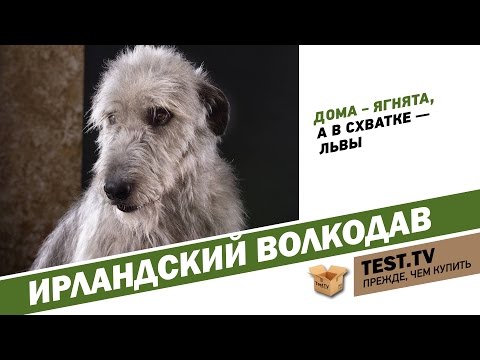 Видео: TEST.TV: Ирландский волкодав огромный и добрый.