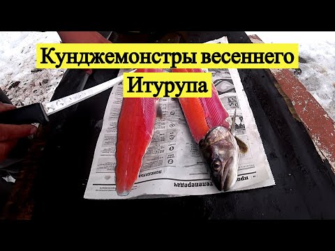 Видео: Кунджемонстры весеннего Итурупа. Одиночный поход