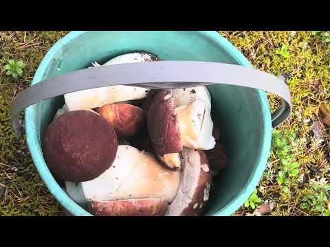 Видео: Тихая охота в Карелии началась 