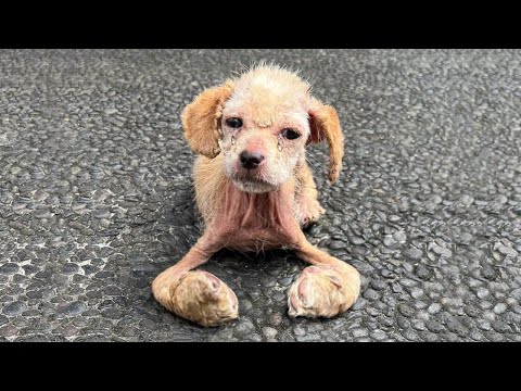 Видео: Ее ноги деформированы и скручены от голода шерсть исчезла из-за чесотки, они прогнали ее как мусор..