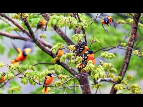 Видео: Тошкент шахар Янгабод  Куш бозори обзор•2024 •7 январь