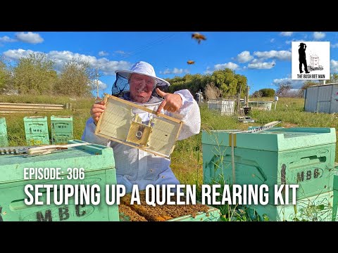 Видео: Настройка системы выращивания пчелиных маток. Ящик для выращивания | The Bush Bee Man