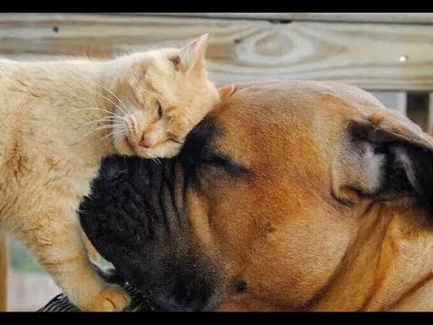 Видео: 😺 Ты меня правда любишь? 🐕  Смешное видео  с собаками, кошками и котятами! 🐱