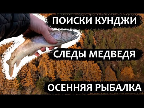 Видео: Следы медведя. Одна кунджа. Осенняя рыбалка. Рыбалка Сахалин #Сахалин #Рыбалка #кунджа #путешествия