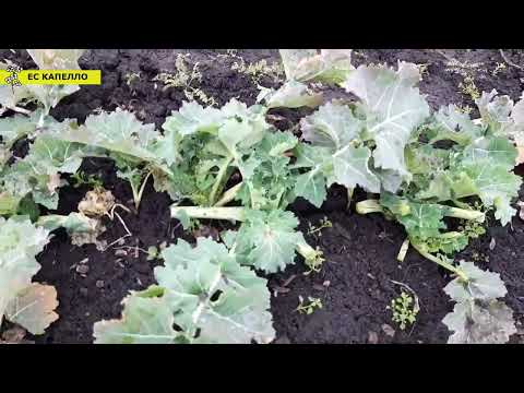 Видео: Озимий ріпак🌱 Рекомендації після відновлення весняної вегетації