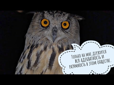 Видео: Сыч Лучик ревнует меня к сплюшкам и бьёт. Пёс Кубик - хитрый дурень с рыбками