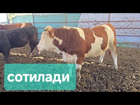Видео: ЁЗДА ОЛИНГАН БУКАЛАРНИ НАТИЖАСИ