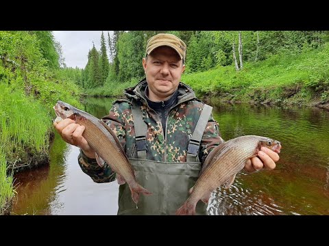 Видео: Ловля КРУПНОГО ХАРИУСА на малых таёжных реках Коми/Таёжная изба/природа Республики!