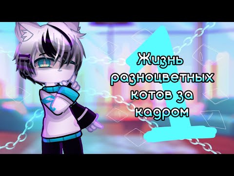 Видео: жизнь разноцветных котов за кадром часть 1