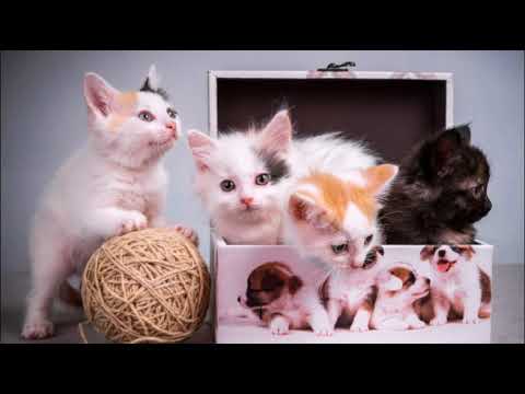 Видео: Самые популярные клички для котов и кошек The most popular aliases for cats Лучшие кошачьи имена