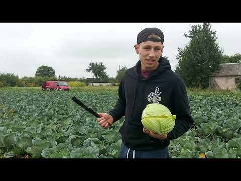 Видео: Обзор белокочанной КАПУСТЫ сортов ЦЕНТУРИОН и РИНДА