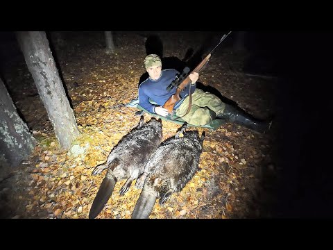 Видео: УДАЧНО ЗАШЕЛ НА ТОЧКУ. ОХОТА НА БОБРА С КАРАБИНОМ ЛОСЬ 308.