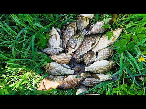 Видео: Рыбалка с Лерой и Олей, СУПЕР клёв карася, 1мая прошёл на УРААА! село Покровское.