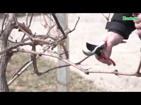 Видео: Обрезка неукрывного винограда весной. Как обрезать виноград?